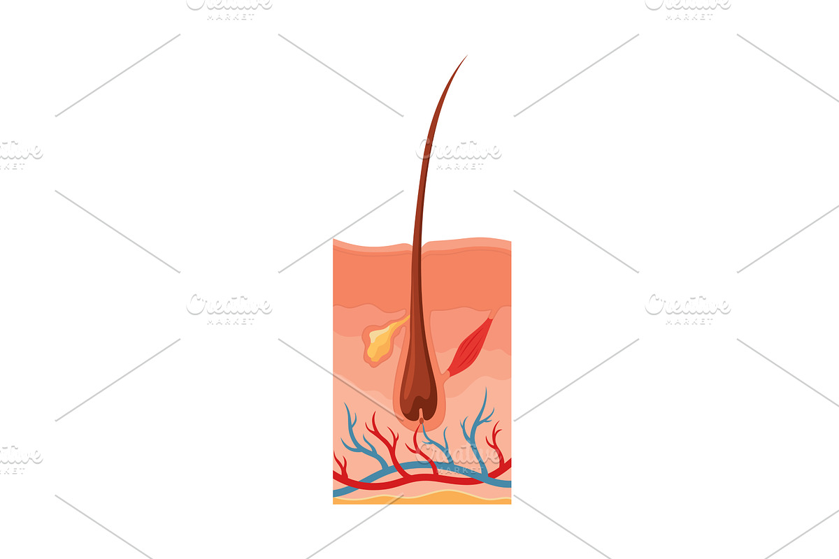 Hair growth cycle. Follicles, an Illustration by Things for designers