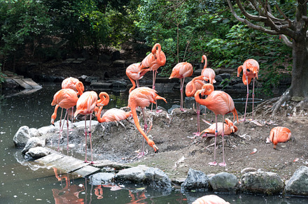 Flock of pink flamingos in pond. Bird and wild life animal conce, an Animal Photo by Ministocker