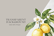 Sicilian Lemon - Watercolor clipart, a Decorative Illustration by ThaismotaCreativeCo (Thumbnail 9 of 9)