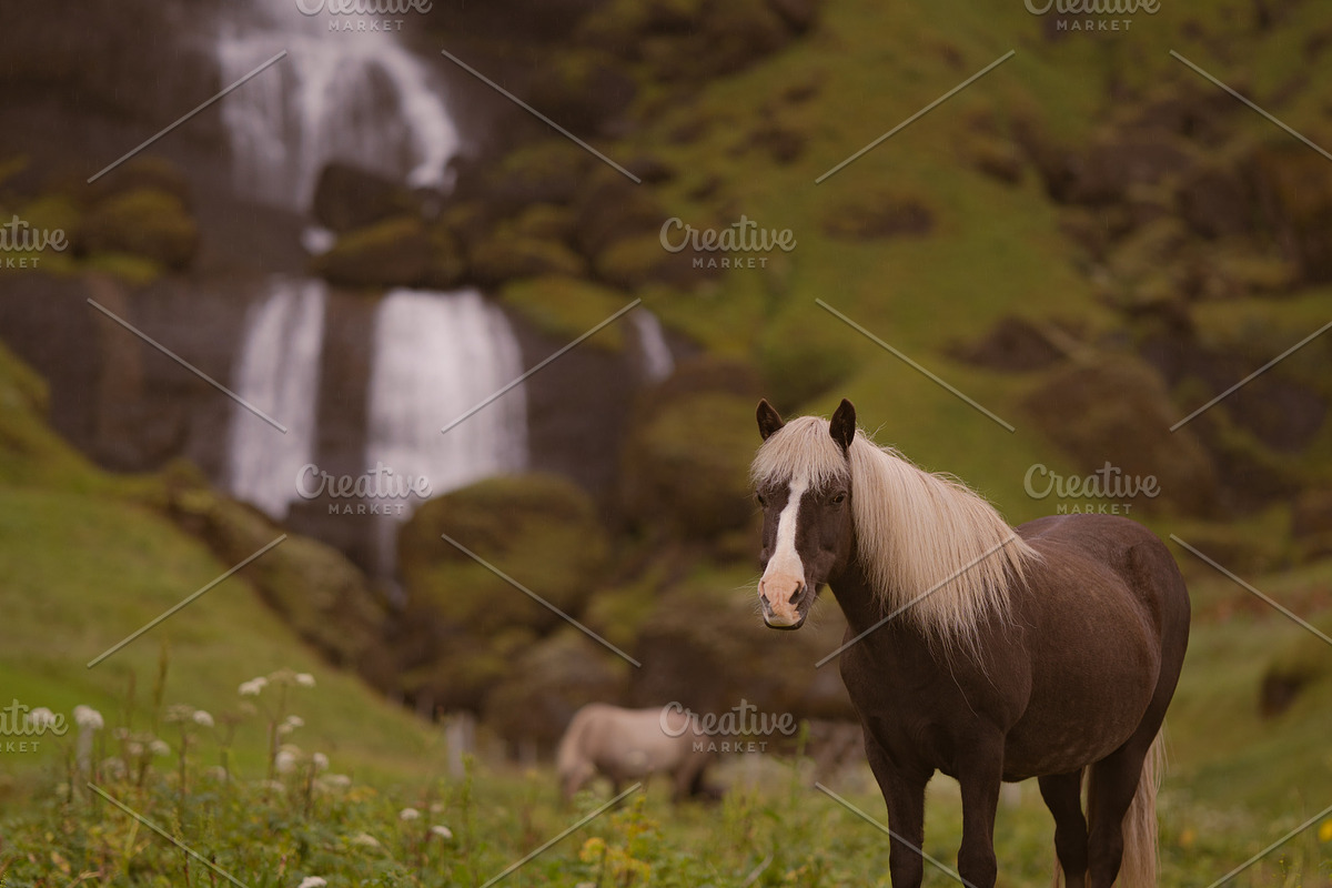 A horse with a view, an Animal Photo by 1995prints (Photo 4 of 4)