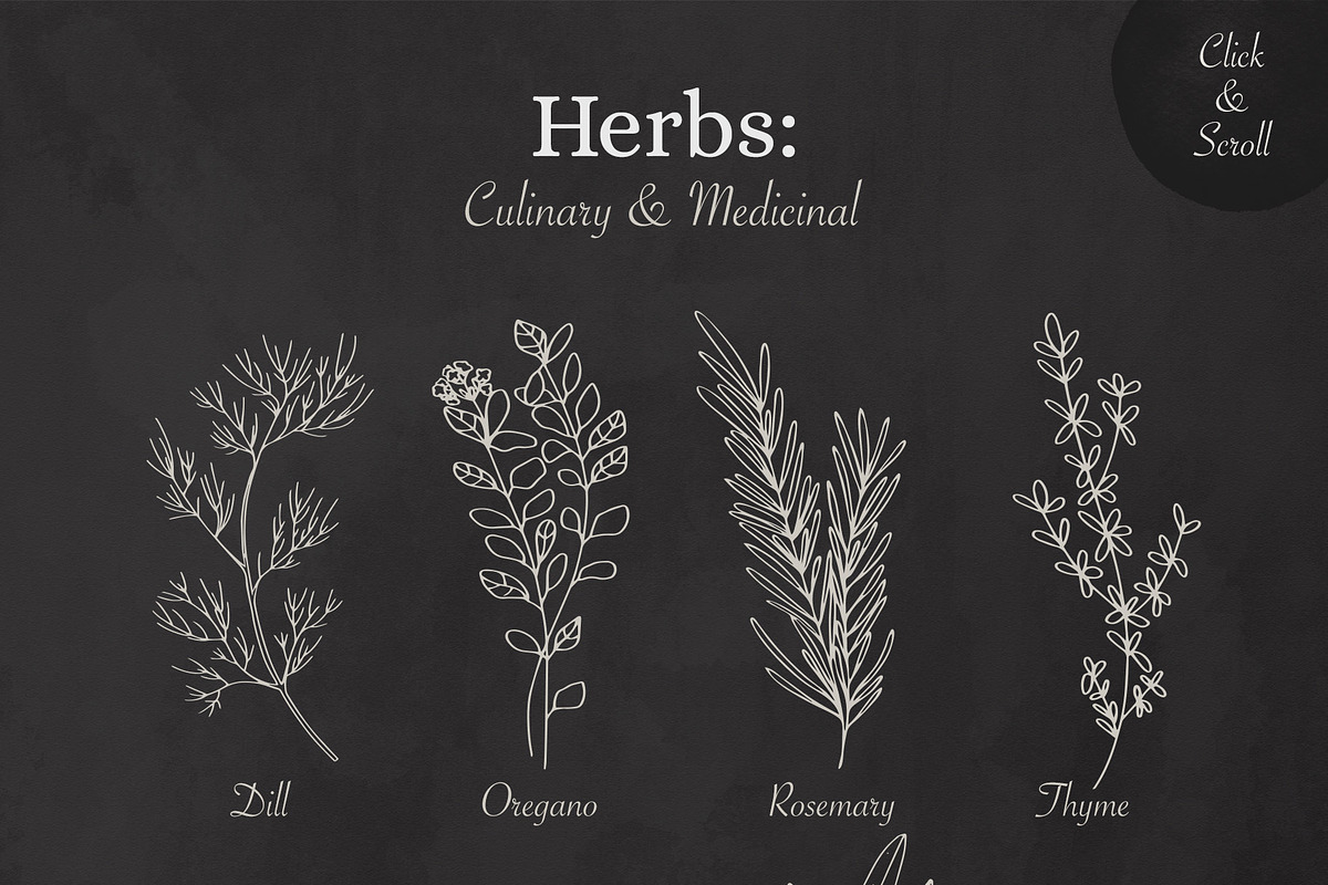 BOTANY BUNDLE - 6in1, a Food Illustration by amber&ink (Photo 10 of 19)