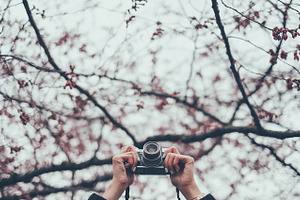 Cherry Blossom Camera
