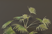 A Fan Palm Bush, a Plants & Tree 3D Model by FuturePastCreatives (Thumbnail 4 of 7)