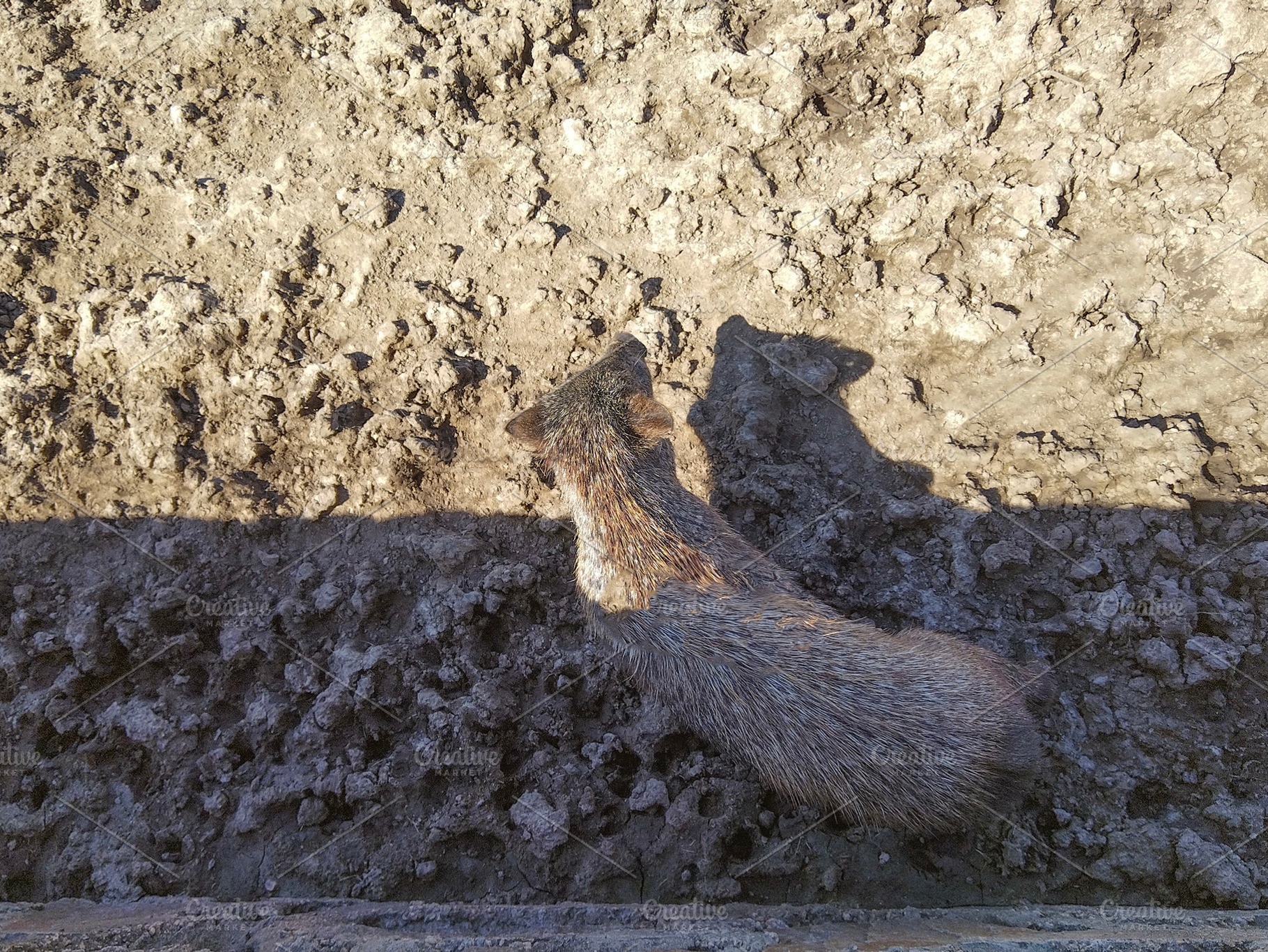 Young wild boar resting against stone wall, an Animal Photo by DanFLCreativo