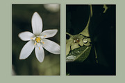 Spring macro collection, a Nature Photo by akovtun (Thumbnail 7 of 7)
