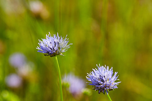Close-up of Jasione montana flowers on a blurry green meadow. Wild blue jasione, a Nature Photo by Rohan Photography