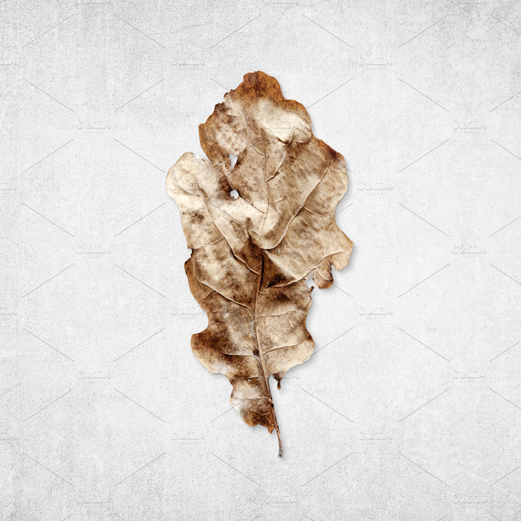 Old rotten oak leaf isolated, a Nature Photo by BOOCYS