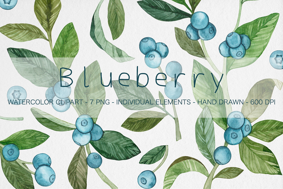 Watercolor Blueberry Clipart, an Illustration by MilanaDesignShop (Photo 1 of 4)