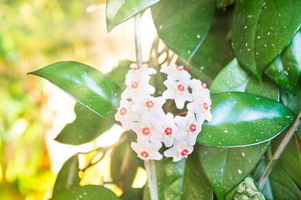 White flowers on green house plant