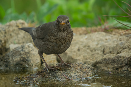 Turdus merula featuring agelaius, animal, and avian preview 6