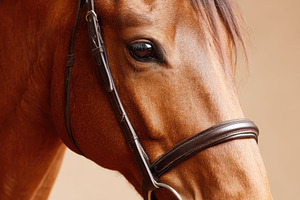 Elegant horse profile in sepia tones, an Animal Photo by AlyaAnd