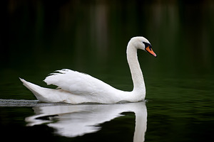 White swan resting on dark water background. Elegant bird portra, an Animal Photo by Byrdyak