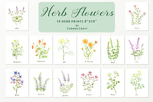 Watercolor Herb Flower Clipart