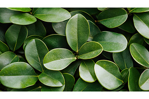 Close up of lush green leaves with, a Nature Photo by Lermont51