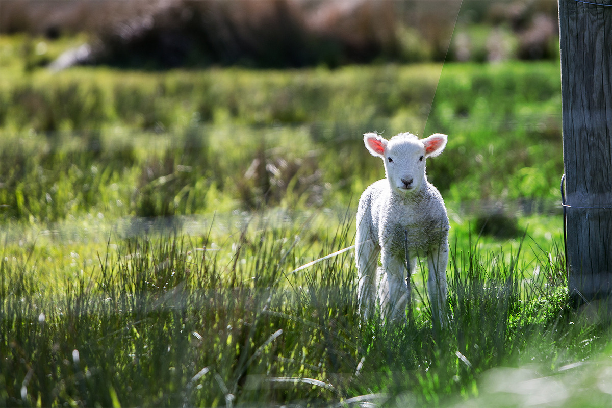 Spring Photoshop Actions, an Action Add-On by Bato (Photo 8 of 16)