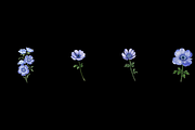 Watercolor Anemones Flower Clipart, a Graphic by Graphicspixel (Thumbnail 6 of 10)