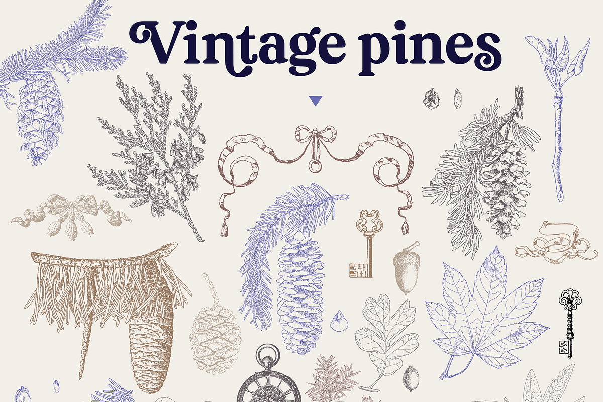Elegant Pine Vintage Vector Set, a Decorative Illustration by Beauty Drops (Photo 2 of 9)