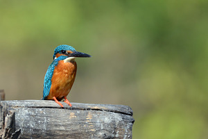 King fisher stock picture