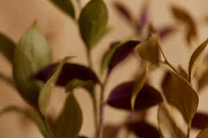 Soft Focus Autumnal Foliage, a Nature Photo by Virgo Studio