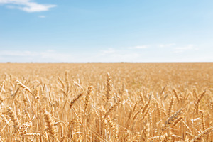Wheat field, landscape view, Sunny