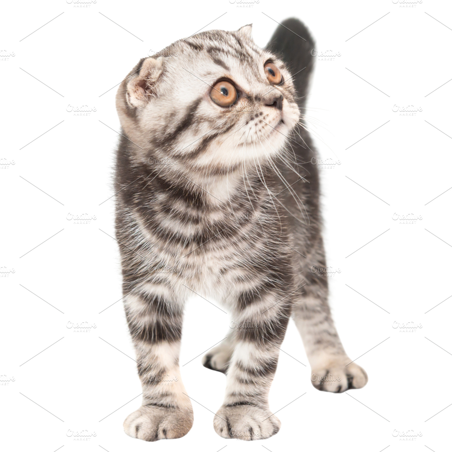 Little kitten Scottish fold cat, an Animal Photo by Vapi