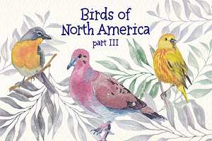 Birds Of North America Part 3