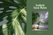 45 Aesthetic Monstera Plant Photos, a Nature Photo by Incomelion (Thumbnail 2 of 12)
