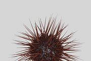 Sea urchin V1, an Environmental 3D Model by AndrewWhite (Thumbnail 4 of 6)