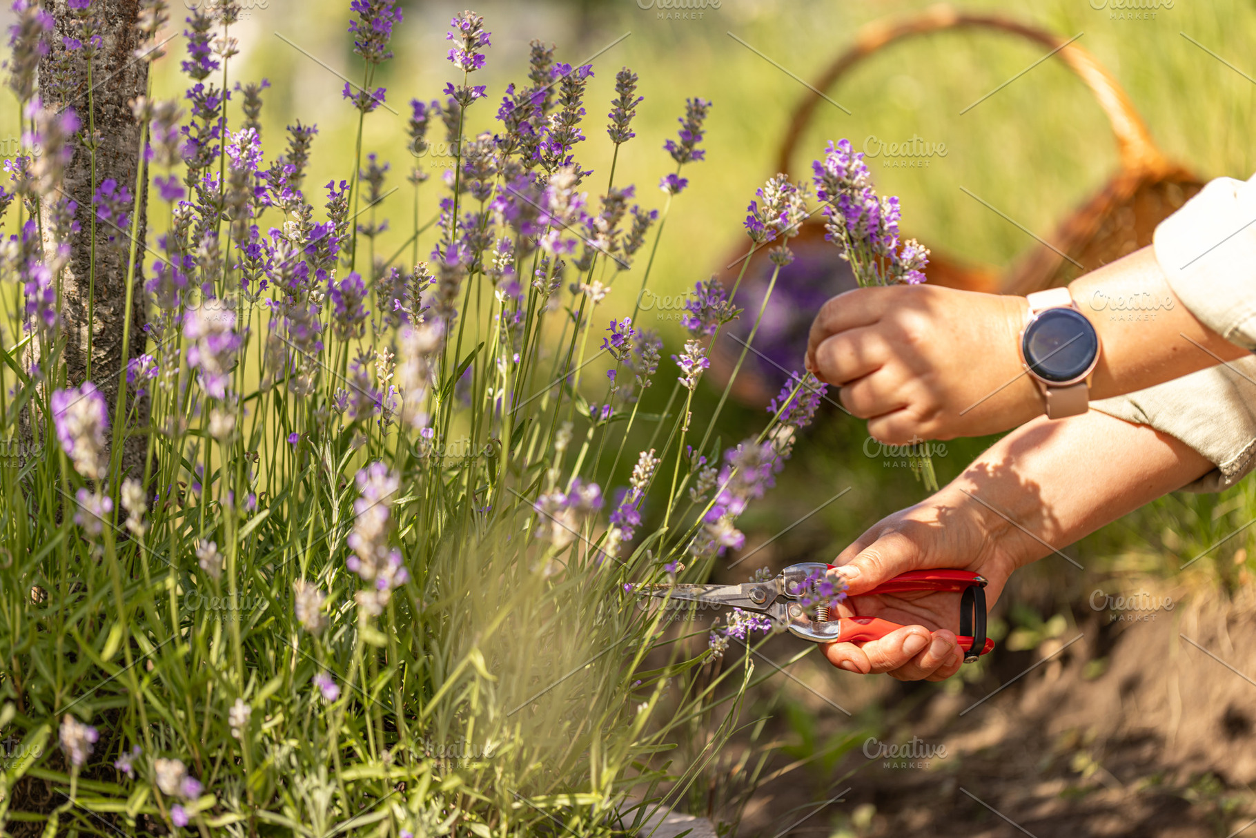 Woman harvesting lavender flowers, a Photo by Grafvision photography