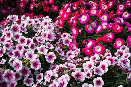 Red and pink flowers in the garden, a Nature Photo by Art Rachen