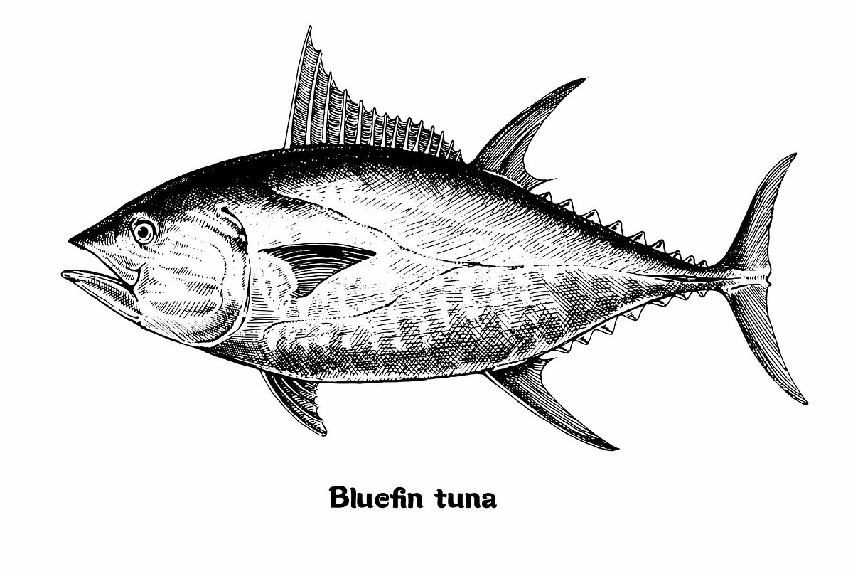 Fish collection, part 1, a Food Illustration by ZotovShop (Photo 12 of 14)
