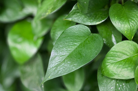 Scindapsus,leaf,a leafy plant