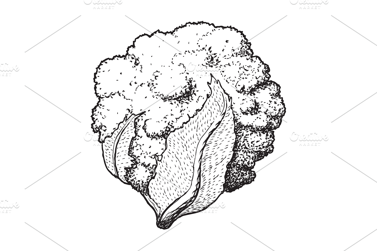 Hand-Drawn Vegetable Illustrations, a Food Illustration by BenDesigner (Photo 3 of 6)