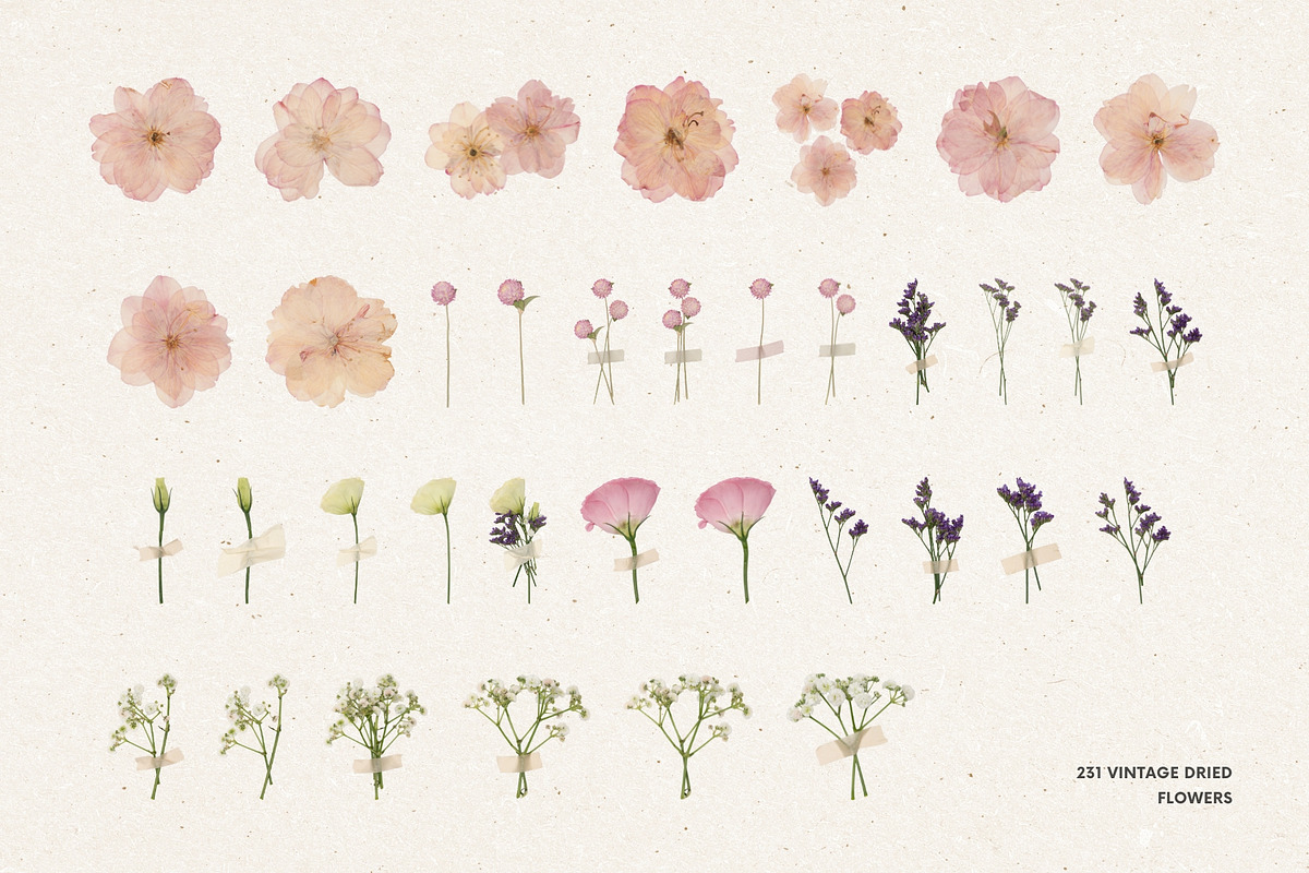231 Vintage Dried Flowers, an Object Graphic by Ksuview (Photo 3 of 8)