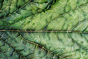 texture leaf cannabis , macro detail, a Photo by LOGOCREATIVE