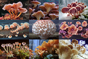 50 Fungi Mushrooms Stock Photos, a Nature Photo by Incomelion (Thumbnail 5 of 14)