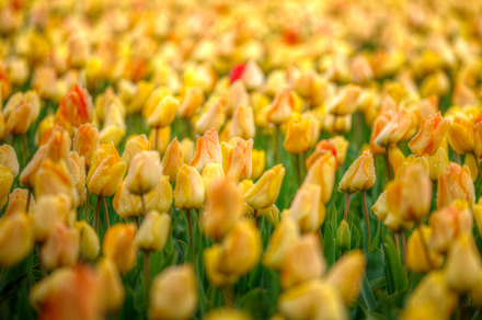 yellow tulips, a Photo by Pictures for you!!!!!!!!!