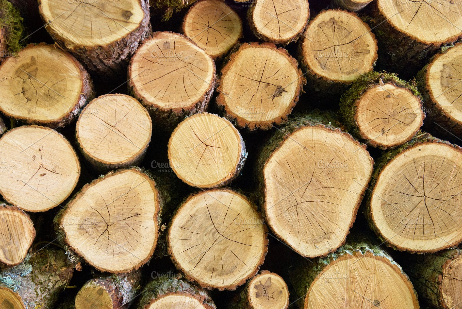 Wooden logs stock photo containing log and cut, a Nature Photo by Vapi