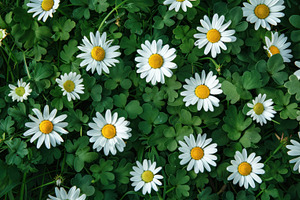 Top View of White Daisies with Yellow Centers and Green Leaves in a Lush Meadow, a Photo by José Manuel Gelpi