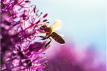 This is a close up view of a bee