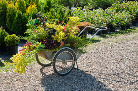 Shopping cart full of garden plants