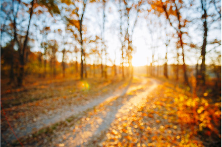 Abstract Autumn Natural Blurred, a Nature Photo by Our Amazing World