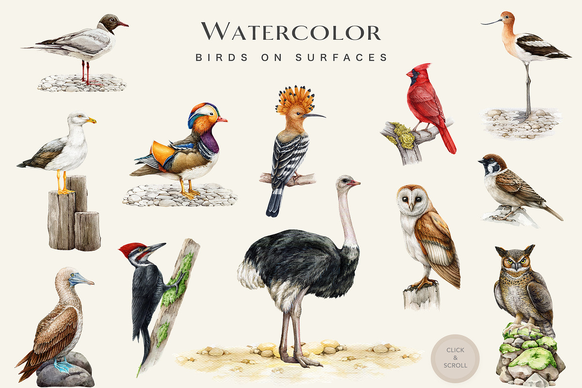 Birds Watercolor Painted Set, an Animal Illustration by AnitaPol (Photo 8 of 18)