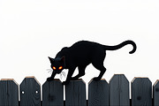 Elegant Cat  Silhouette Bundle, an Object Graphic by hafijul (Thumbnail 2 of 10)