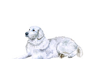 Watercolor Dogs Mega Big Bundle, an Illustration by Dneprstock (Thumbnail 45 of 60)