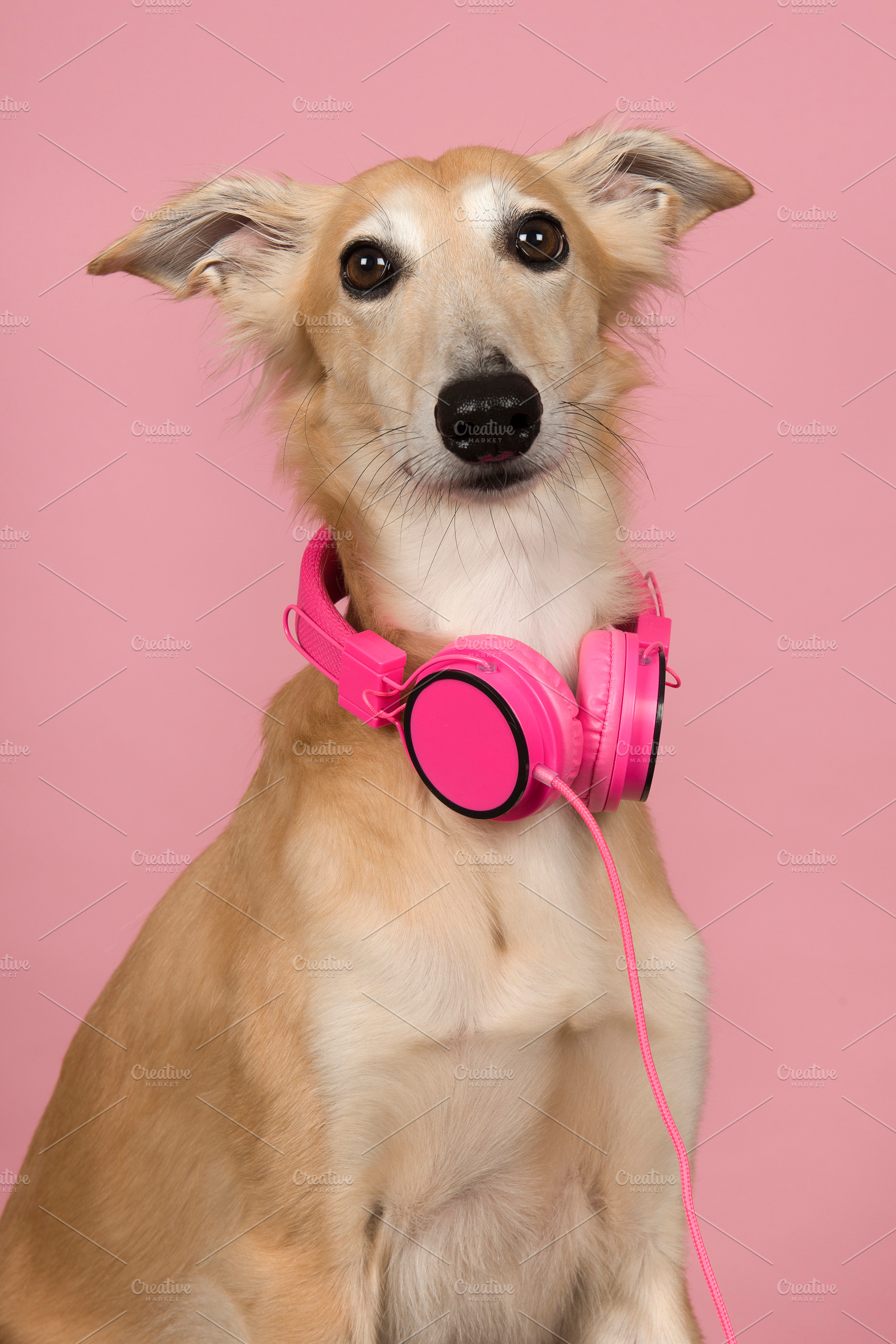 Portrait of a dog with headphones, an Animal Photo by Elles Rijsdijk