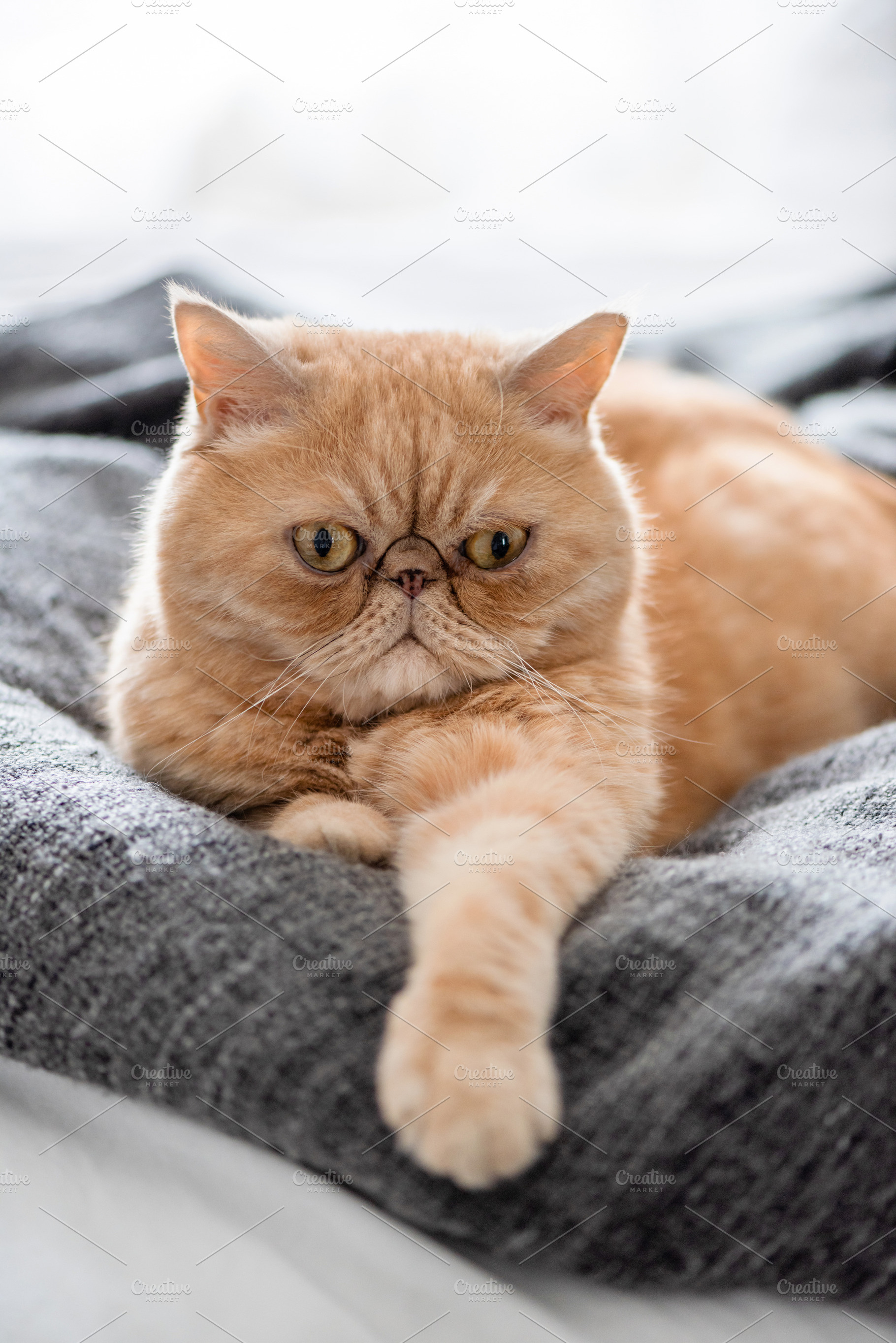 Funny Serious Exotic Shorthair Cat, an Animal Photo by The baking man