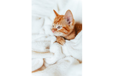Cute ginger kitten looks at camera, an Animal Photo by MAnuta