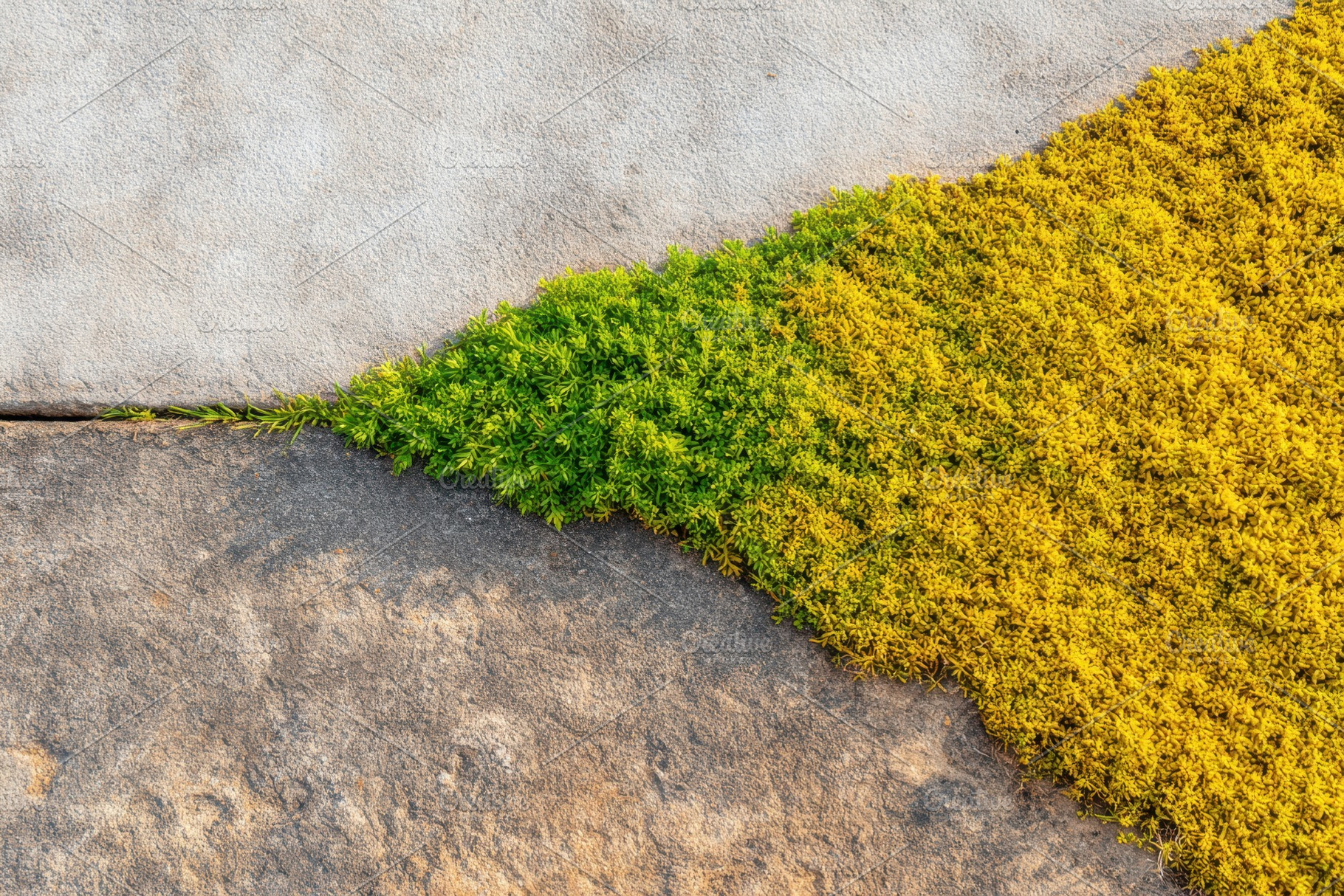 Green and yellow moss between stone, a Nature Photo by AlyaAnd