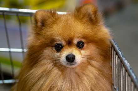 Young pomeranian close-up